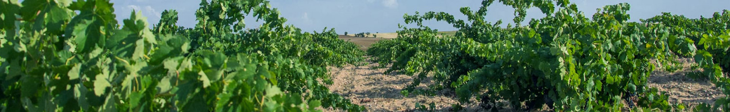 del Weinkeller Duero kaufen Silkes Wein | Ribera online