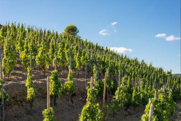 Die Garnacha überzeugt Weinkenner vom trockenen Rotwein bis hin zum komplexen Dessertbegleiter. Entdecken Sie Geschichte, Verbreitung und Aroma der edlen Rebe.