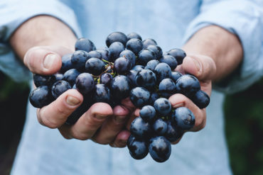 Wenn es um Spanischen Rotwein geht, steht die Rebsorte Tempranillo weit oben und steht für einen typischen Landes-Vertreter in der Weinwelt. Jetzt mehr erfahren!