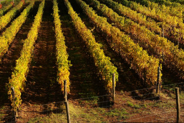 Das spanische Weingut der Familie Sangenis überzeugt Genießer und Kenner mit Weiß- und Rotweinen, die wegen ihrer niedrigen Auflage heiß begehrt sind.