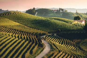 Der Trebbiano di Lugana ist kein komplizierter Tropfen. Wer sich einmal verliebt hat, wird diesen italienischen Wein immer wieder neu entdecken wollen.