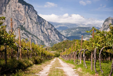 gardasee weinbau | Silkes Weinblatt