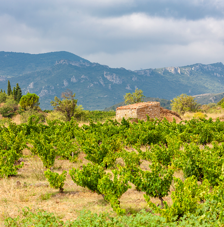 Languedoc Roussillon Weinbaugebiet Mit Bewegter Geschichte