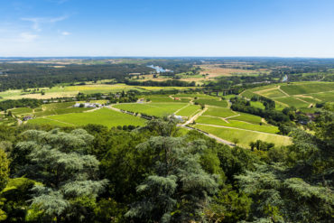 Grüne Rebflächen an Fluss unter blauem Himmel - Silkes Weinkeller