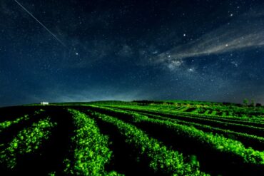 Weinberge in der Nacht bei Sternenhimmel