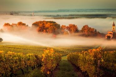 Sunset landscape and smog in bordeaux wineyard france