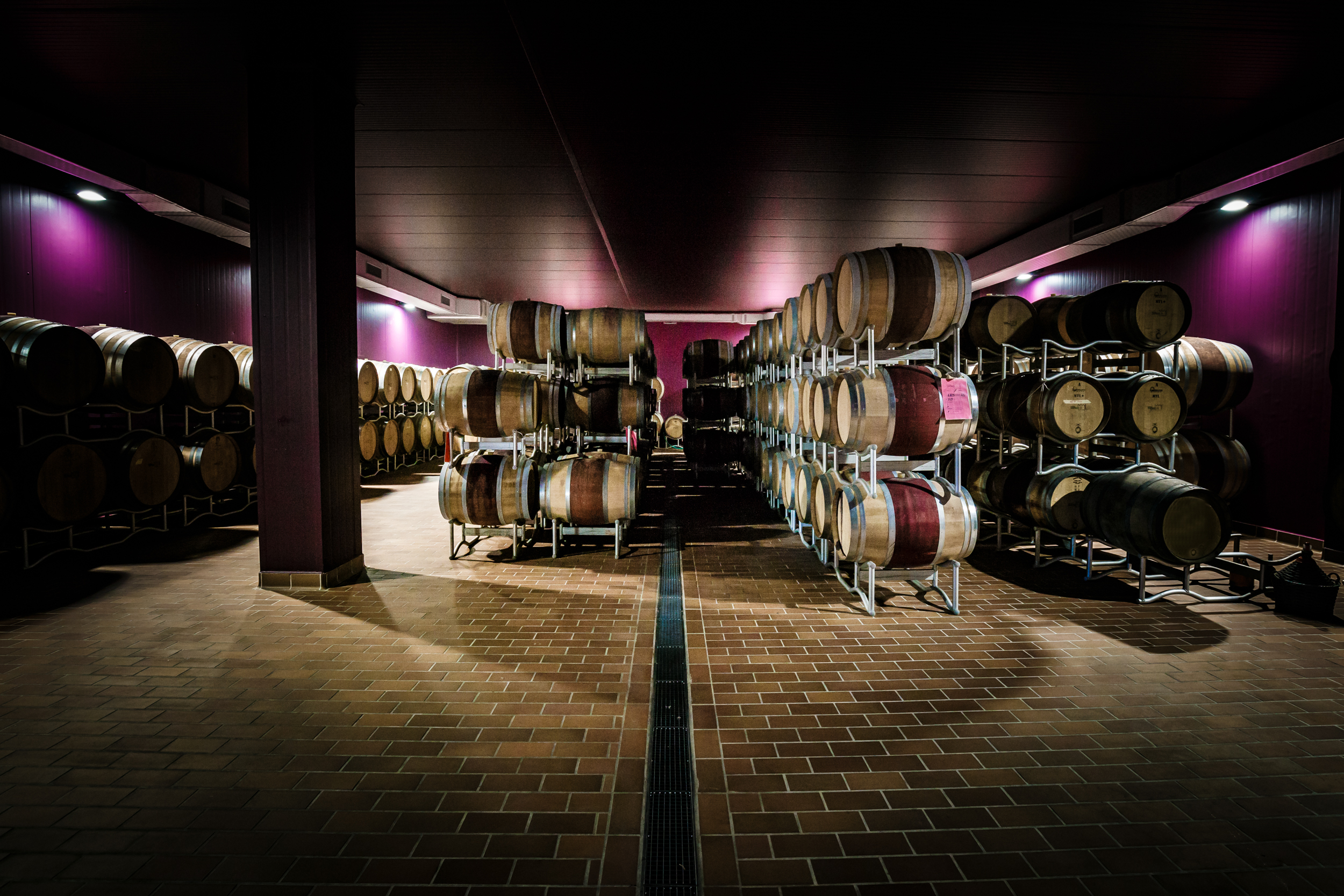 Weinkeller im Bolgheri mit violetten Wänden, und schöner Beleuchtung. In der Mitte sind zahlreiche Barriques zu sehen.